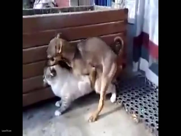17.DOG FUCKING CAT