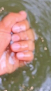 Mexican Black Fish ? or Devils Hole pupfish ? | Kolkata Fishing | Facebook