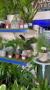 3.2K views · 114 reactions | The energy companies are making billions 郎 While small businesses die on their ass‼️ We are still standing thanks to all our lovely customers ❤️ We appreciate you so much. #grosvenortropicals #lisburncity #lisburn #smallbusiness #energy #energycrisis2022 #costoflivingcrisisuk | Grosvenor Tropicals | Facebook