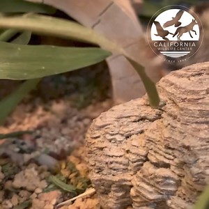 2.3K views · 52 reactions | The state bird of California, the California Quail is one of our most charming of young orphan patients. Quail are unusual in the bird kingdom as they are precocial-- meaning that they are born able to walk, maintain body temperature, and with feathers. . | California Wildlife Center | Facebook