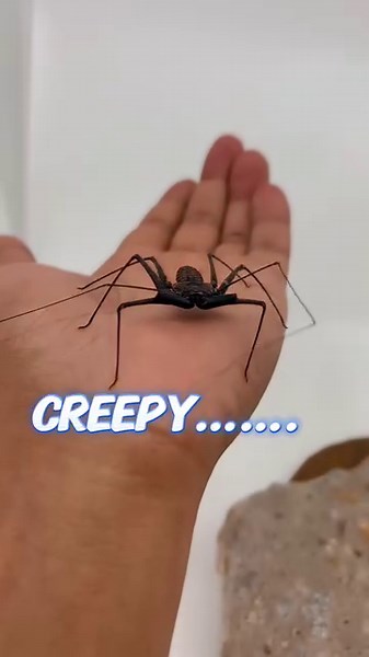 21 reactions | Tailess whip scorpions have a pretty intimidating look but are absolutely harmless reclusive creatures that prefer to scurry away from danger than stand up to it | LLLReptile & Supply | Facebook