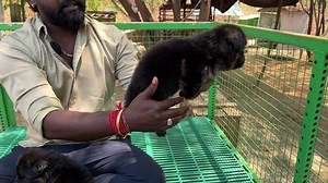 3.7K views · 21 reactions | White German Shepherd | Largest ஜெர்மன் ஷெப்பர்ட் Dog Kennel | Yazhli Kennel Coimbatore Part 18 | Prasanth360 | Facebook