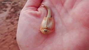 Hundreds Of Alien-Looking Three-Eyed 'Dinosaur Shrimp' Surface After Being Reanimated In Arizona Monsoon