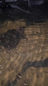 9.8K views · 148 reactions | Tokka out for a night cruise! Macrochelys temminckii (Alligator Snapping Turtle)! | Floki, The Dwarf Caiman. | Facebook