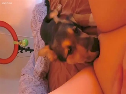 Teen amateur letting my puppy lick my bald chubby pussy