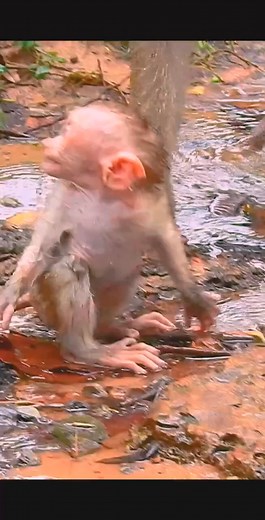 Pity small baby monkey cried #babycry #reelfb #sad #fbreel #video #Facebookpost #angry #Lily #monkey #cried #Libby #hungry #wildlife | Bolt Monkey