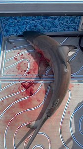 Darcizzle - Fishing Videos on Instagram: "BEFORE & AFTER @marine_mat transformation Watch the bloody messy deck become sparkling clean (it took about 5 mins). Dumped a bunch of seawater on the deck & then scrubbed the harder areas with a scrub bush & lil soap 識 & done!麗 Best boat decking on market, hands down. @marine_mat  #darcizzle #marinemat #sharkfishing #blacktipshark #evafoam #ladyangler #transformations #darcizzleoffshore"