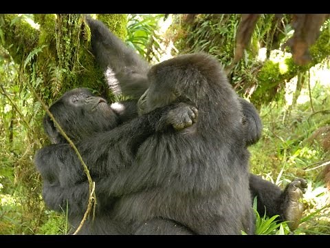 Homosexual activity documented in female gorillas for the first time