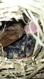 497K views · 10K reactions | Scaly-breasted munia Birds. Mothers keep babies warm in four nests.#42 | Review Bird Nest | Facebook