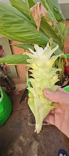 Turmeric Flower blooming in my Terrace Garden 🌸