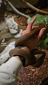 #enclosure #moreliaamethistina #amethystpython #reptilekeeper #amazing #terrariumbau #reptilesoftiktok #tiktok #tiktokgermany #python #snake #tooltime #work #exoticpets #wow #terrarium #viral #viraltiktok #foryou #4u #schlange #kiss #love #foryoupage #passion #exotic #fy #fypシ #fypage | Fabians Reptilienraum
