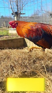 2 year old Sweater rooster 🔥 Prime age, strong frame, tight feathers, and full of intensity. Exactly the kind you want anchoring a yard. #texasgamefowl #boneyardfarm | Boneyard farm