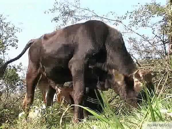 Rare animal sex video featuring a slut jerking off a Bull