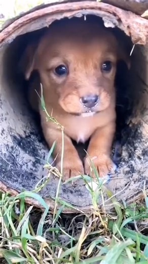 2.8K views · 312 reactions | A man rescues a starving dog in a field and then | Cartoons Family Diana And Roma | Facebook