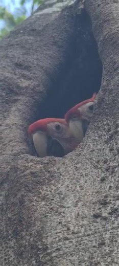 🎉 Let the countdown begin! 🎉 Wild macaw chicks from Hotel Punta Leona Costa Rica are about to enter the "fledgling period"! 🐦🐣 The older ones will spread their wings and take flight from the nest in the coming days! 🚀. 🌟 Cheers to an incredibly successful breeding season! 🎊 Congratulations to Punta Leona Regenerativa and the proud wild macaw parents for their amazing efforts! 🙌💪 #macaws #parrots #birdnests #macawaresearch #puntaleonaregenerativa #themacawsociety 📹 Roshan Taylor | The M