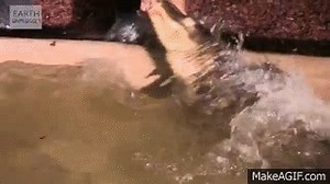 Alligator Death Roll in Super Slow Motion - Slo Mo #24 - Earth Unplugged on Make a GIF