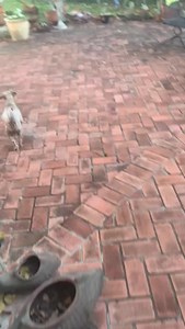 Colorado Miniature Schnauzer Rescue & Vintage Dog Rescue on Reels