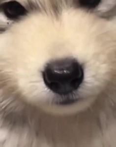 Huskies are angry 😒 | Husky Overload