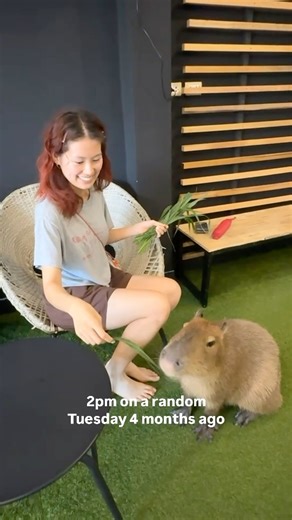 Daydreaming about the capybara cafes of Thailand. | Tripadvisor