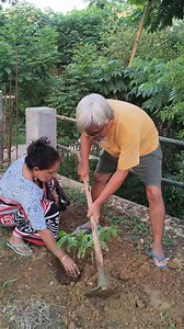 70K views · 2.5K reactions | #plantation #savetreesavelife | Rajib Kro | Facebook