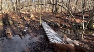 Fun Monday with this crew! 🐶🐶🐶 Say hi to Joey, Okie, Miller, Ruby, Oliver, Ellie, Bobo, and Rory! Lucky pups! 🐾🐾🐾 | Active Dog LLC