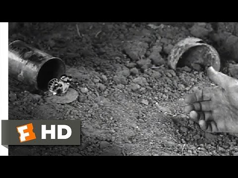 The Butterfly - All Quiet on the Western Front (10/10) Movie CLIP (1930) HD