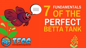 Ideal Betta Fish Tank Size What You Need [Best Setup Guide]
