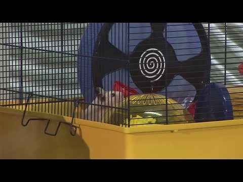 How To Look After A Syrian Hamster