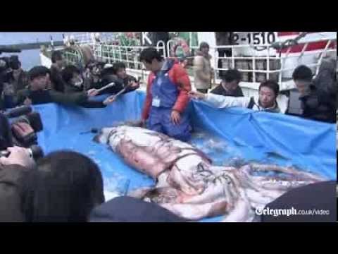 Giant squid caught in fishing net in Japan