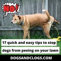 17 Quick & Easy Tips To Stop Dogs From Peeing On Your Lawn