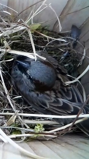 3.1K views · 103 reactions | This Sparrow is making sure everything is in order 調 #nestbox #livecam #birds #birdwatching #Sparrow #nestbuildling #nature #wildlife #nestboxlive | Nest Box Live USA | Facebook