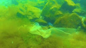 Ecology of the Black Sea, Plastic Garbage among Green Algae on the Seabed in the Black Sea Stock Footage - Video of ecosystem, debris: 264214044