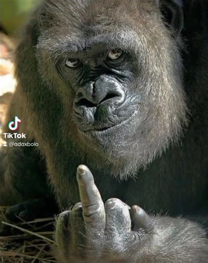 Monkey #monkey #middlefingerup #monke | monkey clips