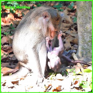2.6K views · 54 reactions | Never see this action before! monkey mommy is is warn-ing baby monkey for stop annoy!! | RESEP Monkey | Facebook