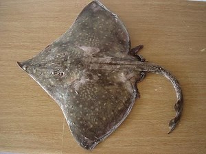 Common skate - Alchetron, The Free Social Encyclopedia