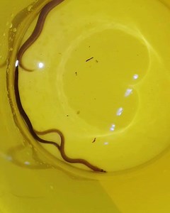 WC mastacembelus intermediate HD #Tanganyika #Mastacembelus #eel #tomstanganyikachannel | Tom's aquatic channel