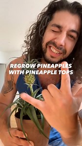 932K views · 10K reactions | Regrow pineapples with a pineapple top!  . . . #pineapple #lifehacks #howto #creativeexplained | creative explained | Facebook