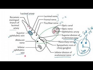 SUPERIOR ORBITAL FISSURE AND INFERIOR ORBITAL FISSURE / FORMATION / CONTENT / COMMON TENDINOUS RING