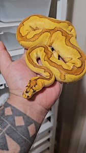 1.2K views · 203 reactions | OD YB RS special enchi clown male from ===> @jkobylka #snakelover #ballpythonlove #snek #royalpythons #morph #morphs #livingart #beardeddragon #herpetology #lizard #boa #animal #reptilelove #leopardgecko #snakelife #petsnake #gecko #clownballpython #ballpythoncollection #ballpythonmorphsofinstagram #exotic #nature #reticulatedpython #cornsnake #snakelove #snakekeeper #bananaballpython #boaconstrictor #lizards #piedballpython | Xclusive ball pythons | Facebook