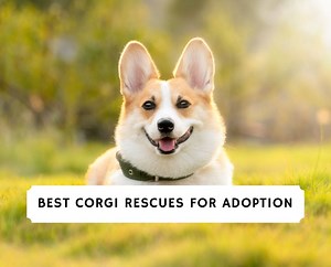 7 Best Corgi Rescues for Adoption in the United States! - We Love Doodles