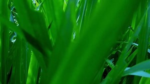 Elephant Grass Cenchrus Purpureus Plant That Stock Footage Video (100% Royalty-free) 3513564277 | Shutterstock