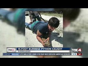 Hunters Catch 15 Foot Python in the Everglades of Florida