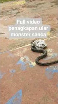 FULL VIDEO OF CAPTURING A WILD PYTHON MONSTER
