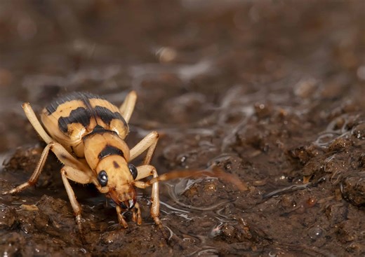 Why You Don’t Want to Mess With a Bombardier Beetle