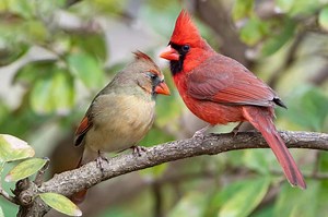 How a Male Cardinal Shows Off During Courtship