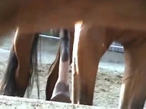 Horny horse with huge flared cock head