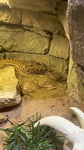 Have you ever tried digging a hole without using your arms or legs? Our bullsnake (Pituophis catenifer) demonstrates how it's done! Many snakes are surprisingly good diggers, but it might look a little funny when you see them use their face. #scalesandtails #snake #pituophiscatenifer | Cameron Park Zoo