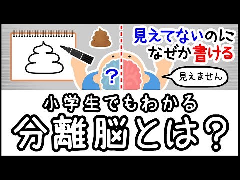 【右脳と左脳を切断】小学生でもわかる・分離脳とは何か？【科学・ざっくり解説】