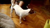Chien Furry Jack Russell dans le salon SHEDDING