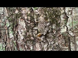 Find the Frog: Spring Peeper